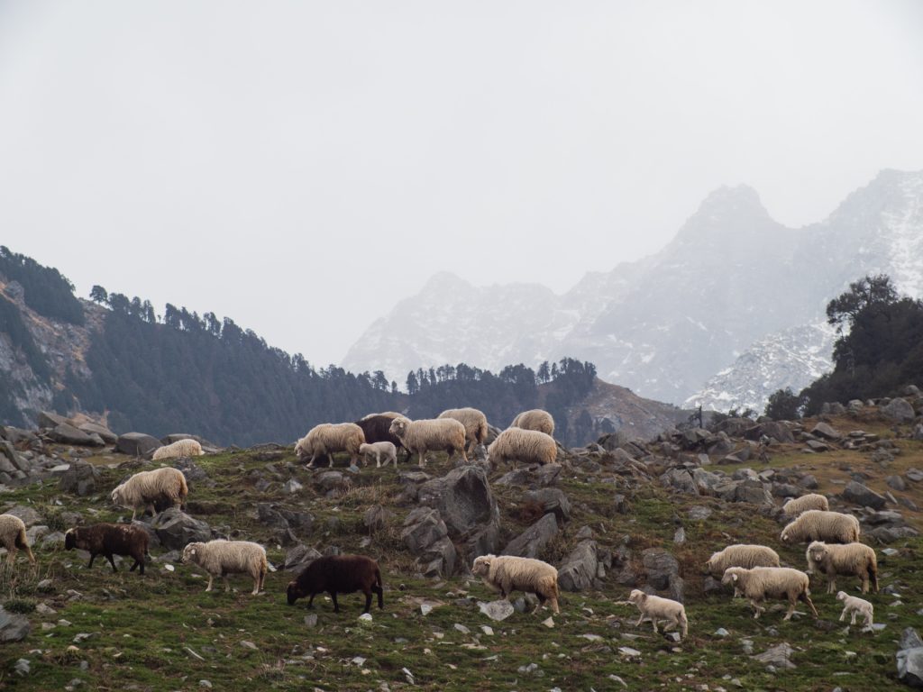 Viele Schafe in den Bergen, von denen zwei dunkelgrau sind